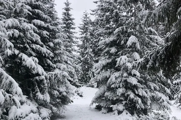 高清摄影 冬日雪景中的松树林小径