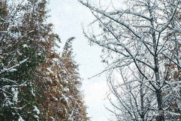 高清摄影 雪后的森林