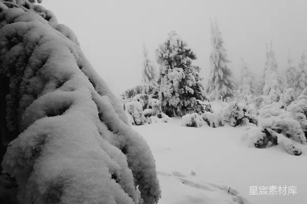 高清摄影 冬日雪景 - 冰封的森林