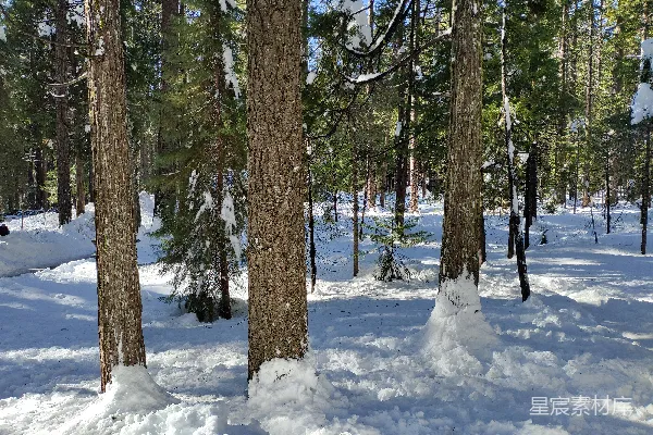 高清摄影 冬日森林的雪景