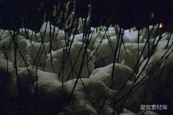 高清摄影 雪中的树枝
