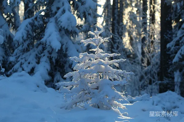 高清摄影 冬日雪景中的小松树