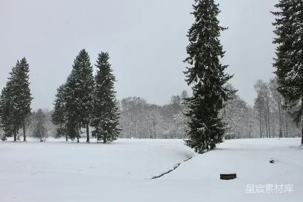 高清摄影 冬日雪景中的松树林