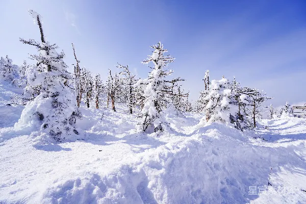 高清摄影 雪后的松树林