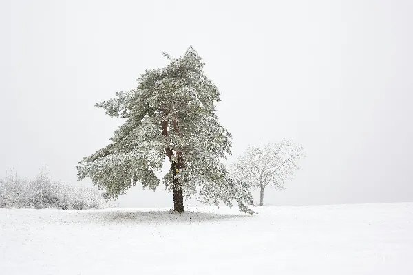 高清摄影 雪地中的孤树