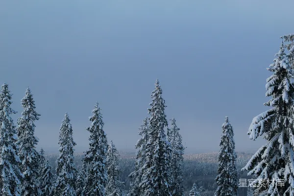 高清摄影 冬日雪景中的松树