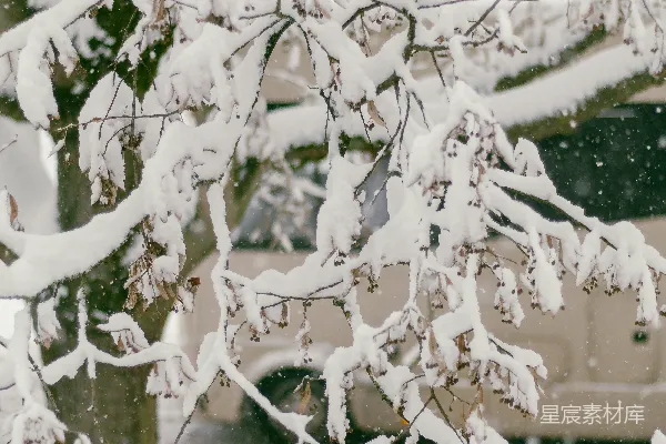 高清摄影 冬日雪景中的树木
