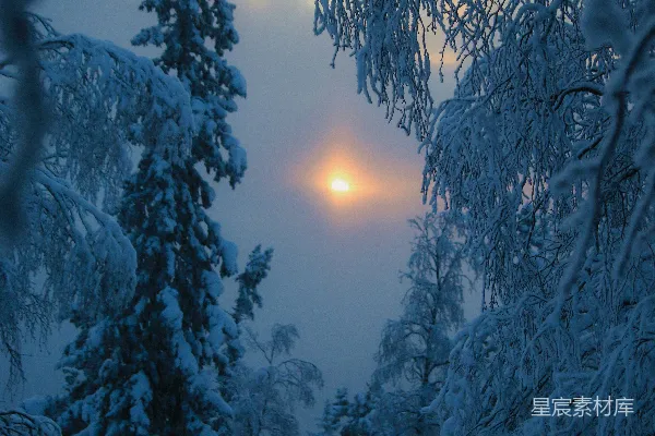 高清摄影 冬日黄昏的雪林