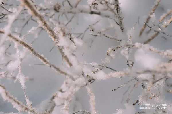 高清摄影 冬日霜雪覆盖的树枝