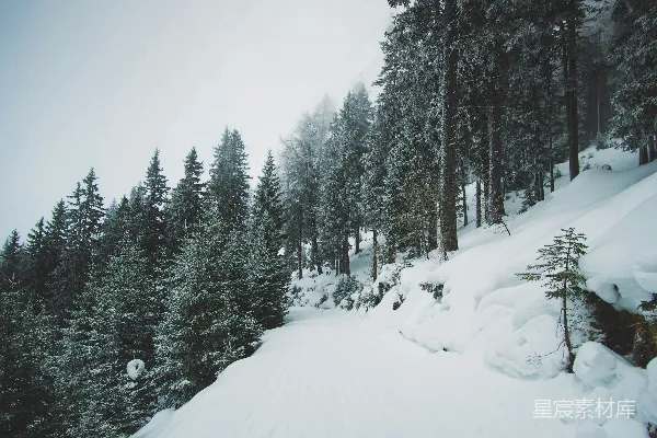 高清摄影 雪后的松林小径