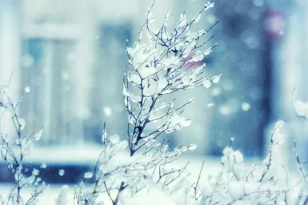 高清摄影 冬日雪景中的冰凌树枝