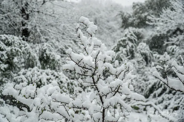 高清摄影 冬日雪景中的树枝