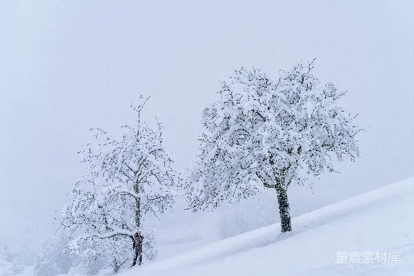 高清摄影 雪中的树
