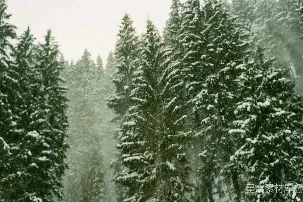 高清摄影 雪中的松林
