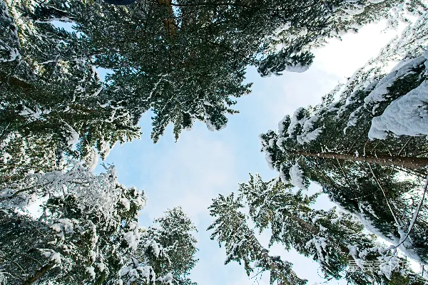 高清摄影 冬日雪林仰望