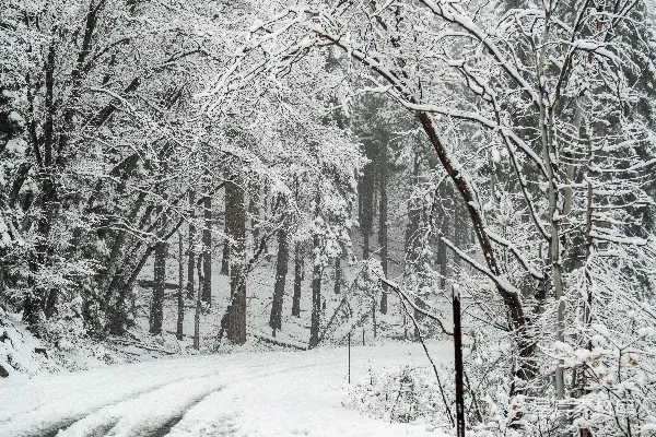 高清摄影 雪后森林小径