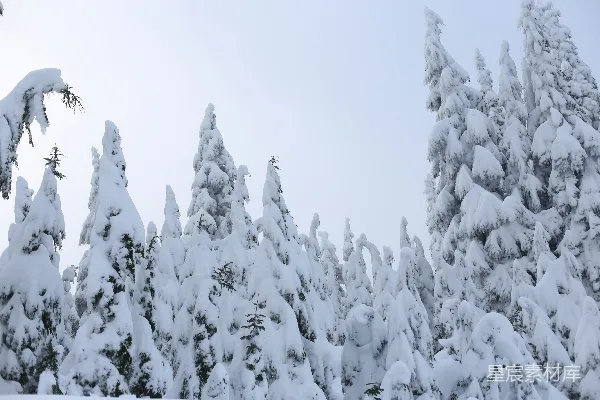 高清摄影 雪后的松树林