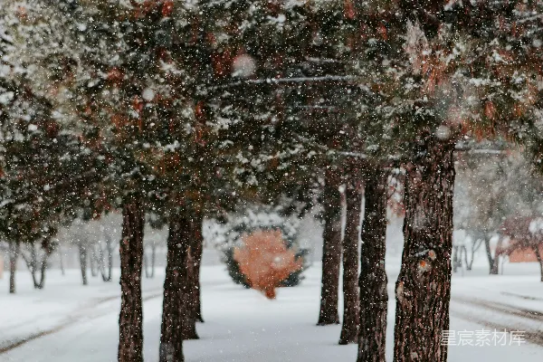 高清摄影 雪中的松树林