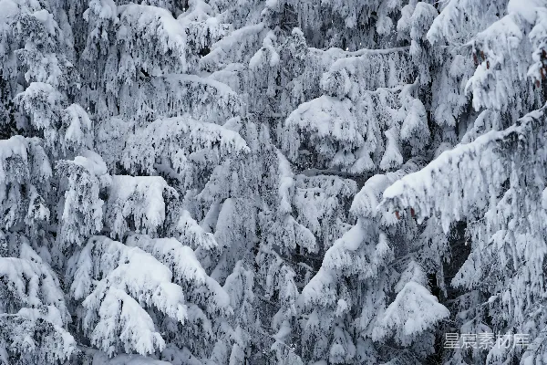 高清摄影 冬日雪景中的松树林