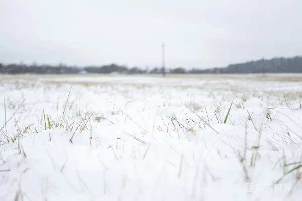 高清摄影 雪中的草地
