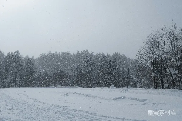 高清摄影 冬日雪景中的静谧森林