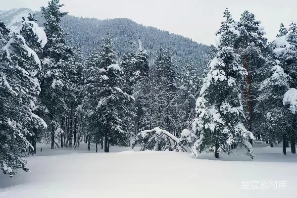 高清摄影 冬日雪林
