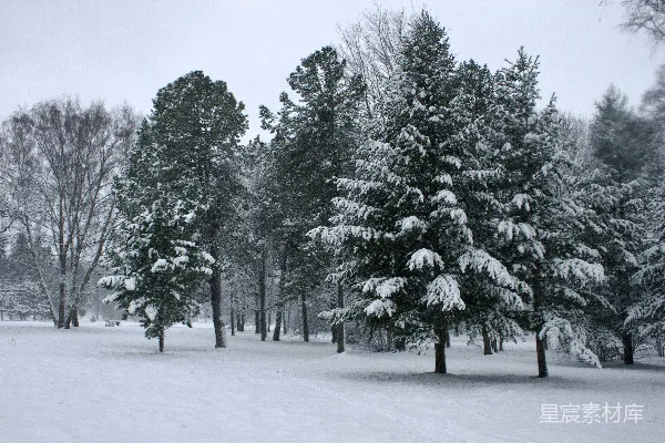 高清摄影 冬日雪景中的松树
