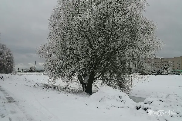 高清摄影 冬日雪景中的垂柳