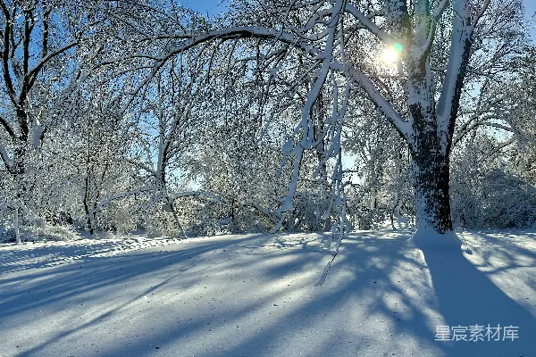 高清摄影 冬日阳光洒满雪林
