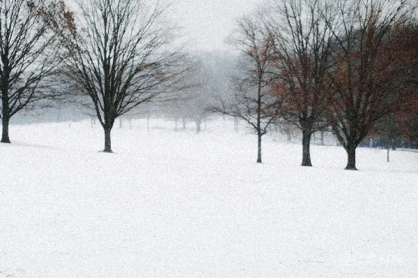 高清摄影 冬日雪景中的树木