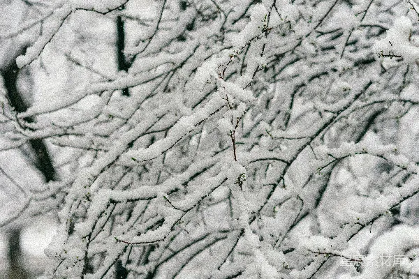 高清摄影 冬日雪景中的树枝