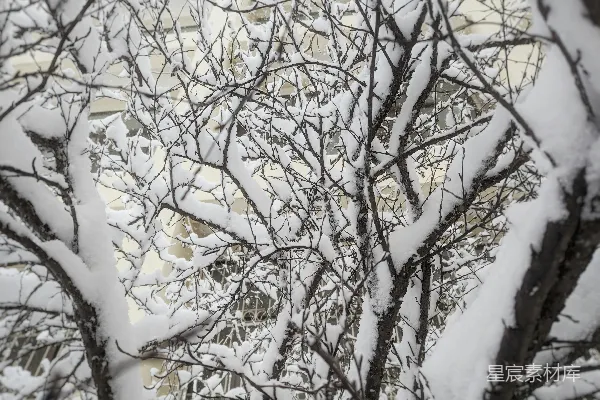 高清摄影 冬日树梢的雪景