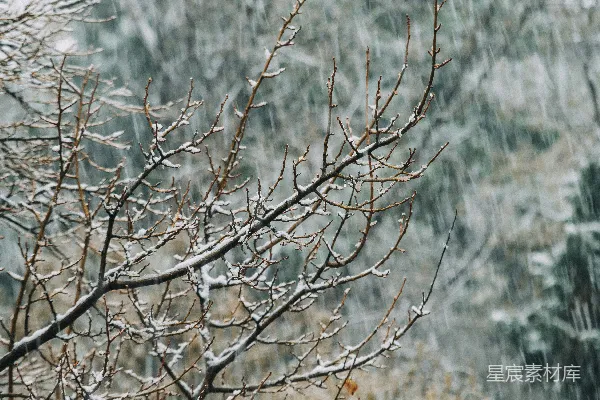 高清摄影 冬日雪花中的枯枝