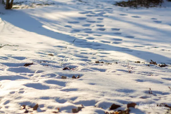高清摄影 冬日雪地上的足迹