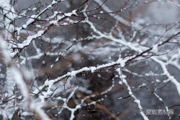 高清摄影 冬日雪景中的枯树枝