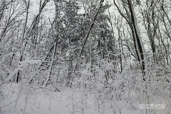 高清摄影 冬日雪景下的森林
