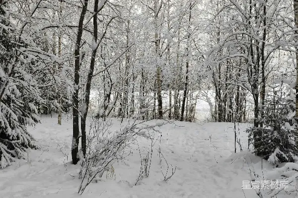 高清摄影 冬日森林雪景