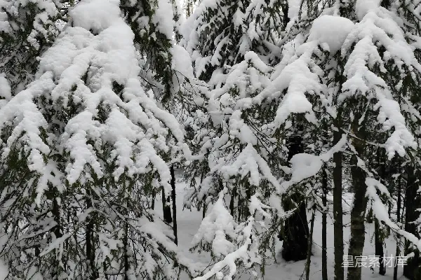 高清摄影 雪覆盖的松树林