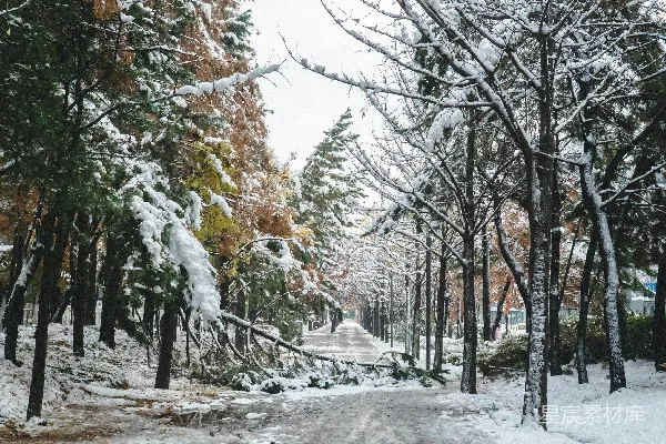 高清摄影 冬日雪景下的林荫道