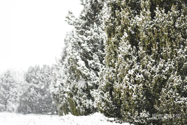 高清摄影 冬日雪景中的常绿植物