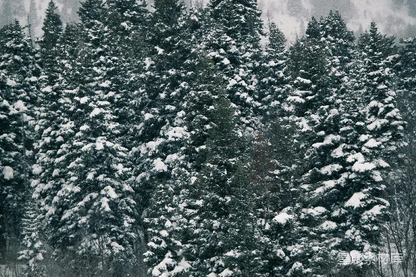 高清摄影 雪后的松树林