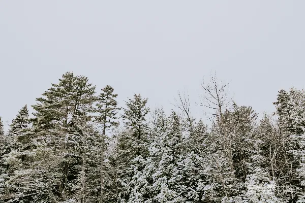 高清摄影 冬日静谧的雪景