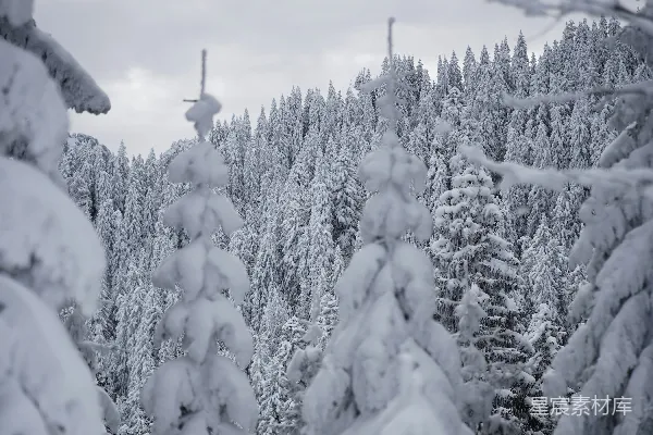 高清摄影 雪覆松林