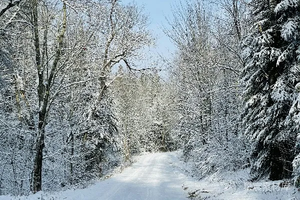 高清摄影 雪地中的宁静小径