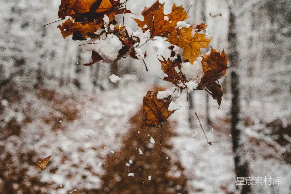 高清摄影 雪中的落叶