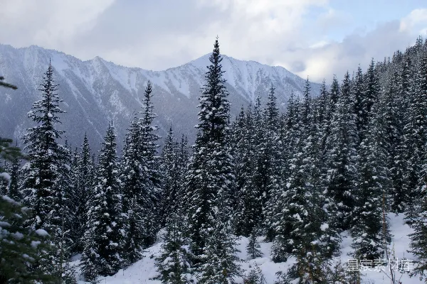 高清摄影 雪覆山林