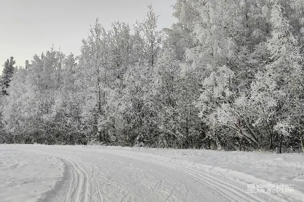 高清摄影 冬日雪景，宁静森林