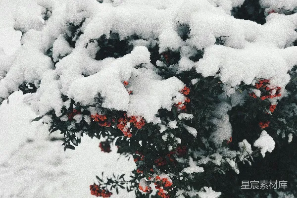 高清摄影 冬日红果雪景
