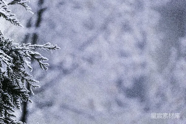 高清摄影 冬日雪景中的松树