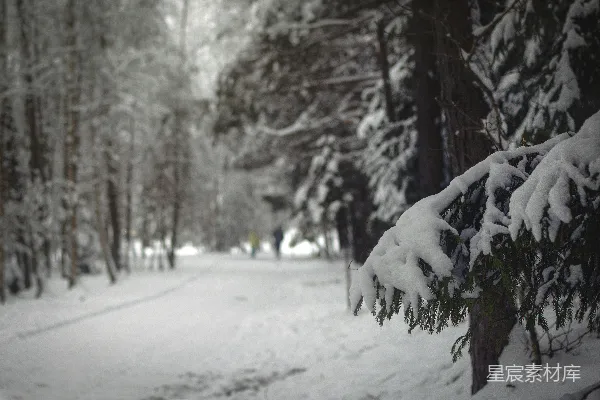 高清摄影 冬日雪景中的森林小径